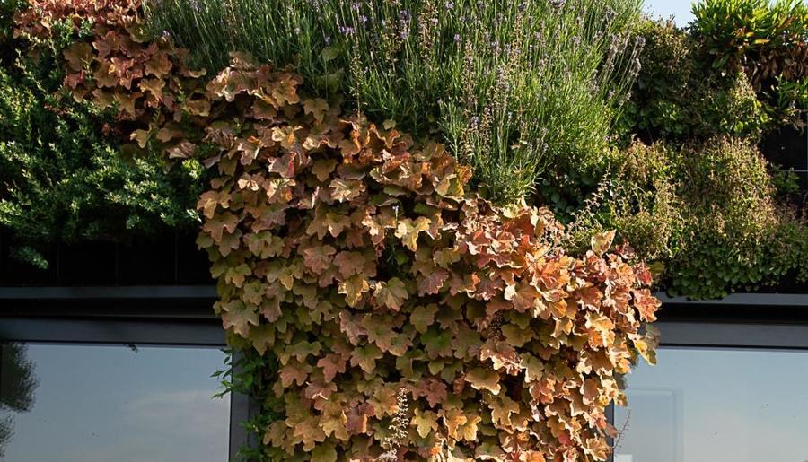 groene gevel beplanting Plantwerpen groene gevel beplanting Plantwerpen